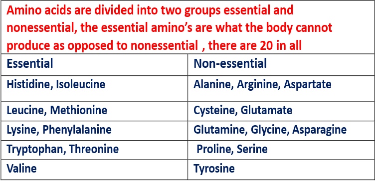taurine amino acid essential or nonessential