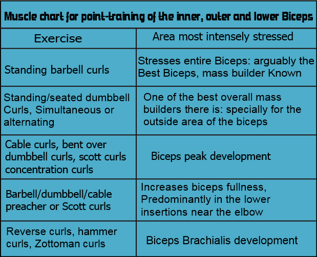 bicep exercises chart
