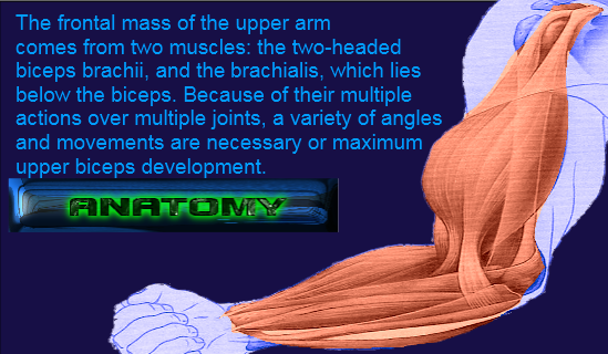 Biceps anatomy