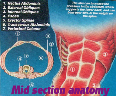 Abdominal Anatomy