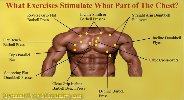 What exercises stimulate the chest