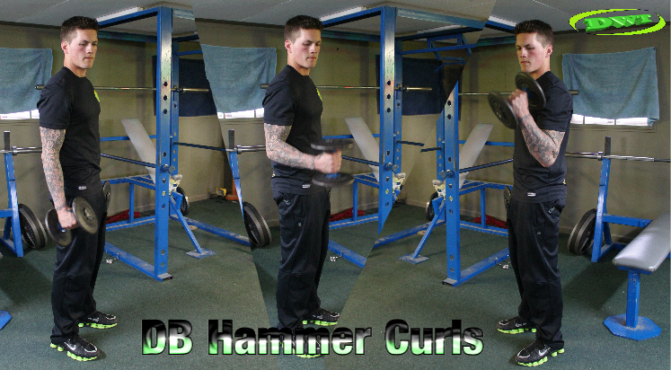 Hammer curls